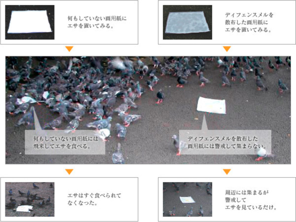 ディフェンスメルの効果実験